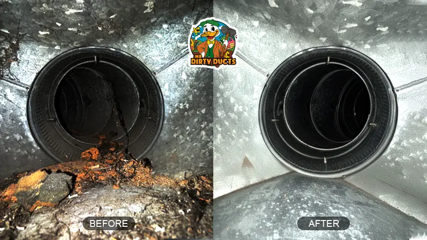 DD_before_after